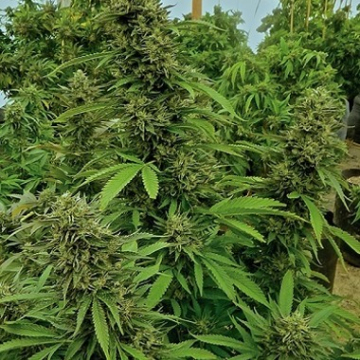 Chemdawg cannabis plants in bloom, grown from Feminised seeds – ideal for home cultivation from Humboldt Seed Organization