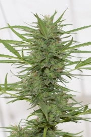 Dedoverde Haze cannabis plants in bloom, grown from Feminized seeds – ideal for home cultivation from Humboldt Seed Organization