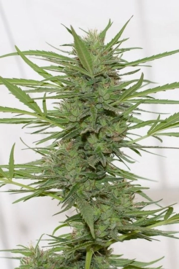 Dedoverde Haze cannabis plants in bloom, grown from Feminized seeds – ideal for home cultivation from Humboldt Seed Organization