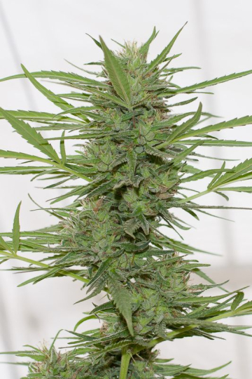 Dedoverde Haze Auto Feminised  cannabis plants in bloom, grown from Automatic seeds – ideal for home cultivation from Humboldt Seed Organization