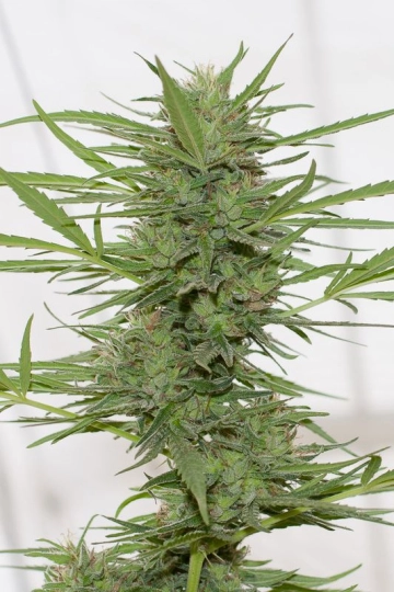 Dedoverde Haze Auto Feminized  cannabis plants in bloom, grown from Automatic seeds – ideal for home cultivation from Humboldt Seed Organization