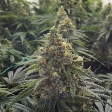 Desert Diesel cannabis plants in bloom, grown from Feminised seeds – ideal for home cultivation from Humboldt Seed Organization