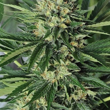 Dr Greenthumbs Em-Dog cannabis plants in bloom, grown from Feminised seeds – ideal for home cultivation from Humboldt Seed Organization
