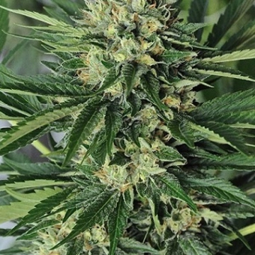 Dr Greenthumbs Em-Dog cannabis plants in bloom, grown from Feminized seeds – ideal for home cultivation from Humboldt Seed Organization