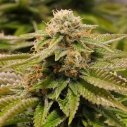 Gorilla Breath cannabis plants in bloom, grown from Feminized seeds – ideal for home cultivation from Humboldt Seed Organization