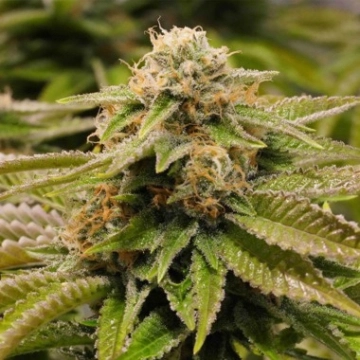 Gorilla Breath cannabis plants in bloom, grown from Feminized seeds – ideal for home cultivation from Humboldt Seed Organization