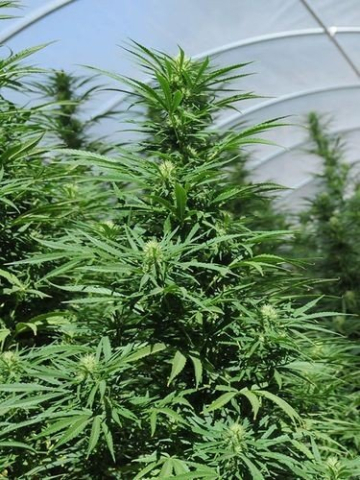 Green Crack cannabis plants in bloom, grown from Feminised seeds – ideal for home cultivation from Humboldt Seed Organization