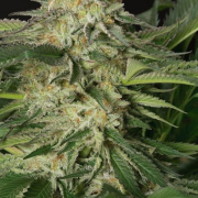Lemon Garlic OG cannabis plants in bloom, grown from Feminised seeds – ideal for home cultivation from Humboldt Seed Organization
