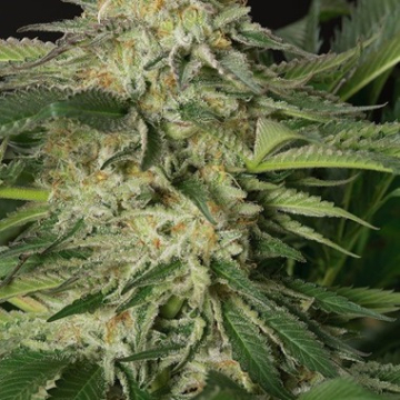 Lemon Garlic OG cannabis plants in bloom, grown from Feminised seeds – ideal for home cultivation from Humboldt Seed Organization