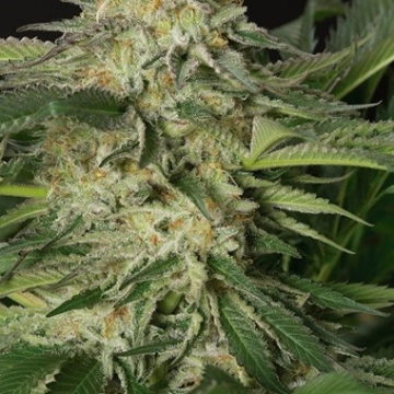 Lemon Garlic OG cannabis plants in bloom, grown from Feminized seeds – ideal for home cultivation from Humboldt Seed Organization