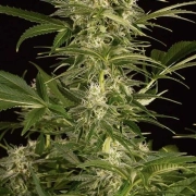 Lemon Juice Express Auto cannabis plants in bloom, grown from Automatic seeds – ideal for home cultivation from Humboldt Seed Organization