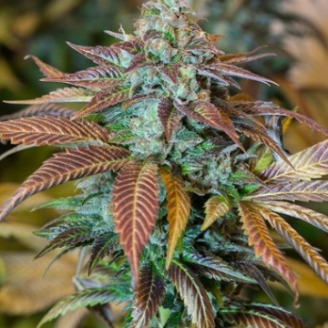 Lemon Kush Headband cannabis plants in bloom, grown from Feminised seeds – ideal for home cultivation from Humboldt Seed Organization