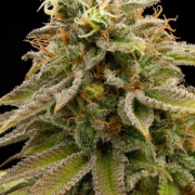 Lemon Thai Kush cannabis plants in bloom, grown from Feminised seeds – ideal for home cultivation from Humboldt Seed Organization