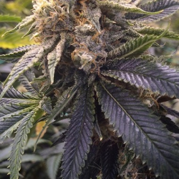 Lost Coast Hashplant cannabis plants in bloom, grown from Feminised seeds – ideal for home cultivation from Humboldt Seed Organization