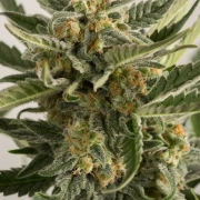 Lost Coast Skunk Auto cannabis plants in bloom, grown from Automatic seeds – ideal for home cultivation from Humboldt Seed Organization