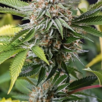 Mango Sapphire cannabis plants in bloom, grown from Feminized seeds – ideal for home cultivation from Humboldt Seed Organization