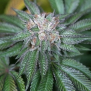 Master Kush cannabis plants in bloom, grown from Feminized seeds – ideal for home cultivation from Humboldt Seed Organization