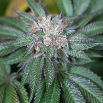 Master Kush cannabis plants in bloom, grown from Feminized seeds – ideal for home cultivation from Humboldt Seed Organization