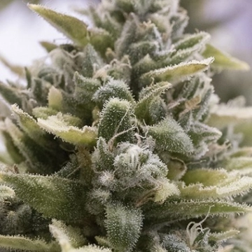 OG Kush Auto cannabis plants in bloom, grown from Automatic seeds – ideal for home cultivation from Humboldt Seed Organization