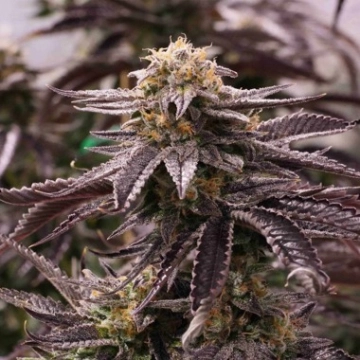 OGKZ cannabis plants in bloom, grown from Feminized seeds – ideal for home cultivation from Humboldt Seed Organization