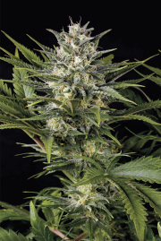 Pineapple Skunk cannabis plants in bloom, grown from Feminised seeds – ideal for home cultivation from Humboldt Seed Organization