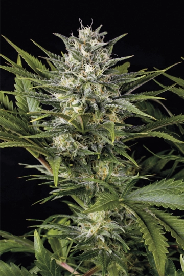 Pineapple Skunk cannabis plants in bloom, grown from Feminized seeds – ideal for home cultivation from Humboldt Seed Organization