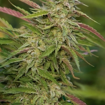 Purple Trainwreck cannabis plants in bloom, grown from Feminized seeds – ideal for home cultivation from Humboldt Seed Organization