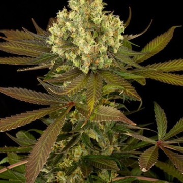 Sour Blueberry cannabis plants in bloom, grown from Feminised seeds – ideal for home cultivation from Humboldt Seed Organization