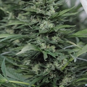 Sour Diesel #2 cannabis plants in bloom, grown from Feminized seeds – ideal for home cultivation from Humboldt Seed Organization