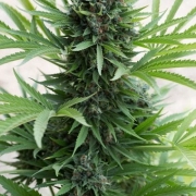 Sour Diesel Auto cannabis plants in bloom, grown from Automatic seeds – ideal for home cultivation from Humboldt Seed Organization