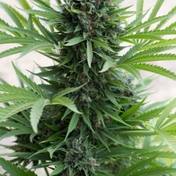 Sour Diesel Auto cannabis plants in bloom, grown from Automatic seeds – ideal for home cultivation from Humboldt Seed Organization