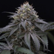 Sugar Breath cannabis plants in bloom, grown from Feminized seeds – ideal for home cultivation from Humboldt Seed Organization