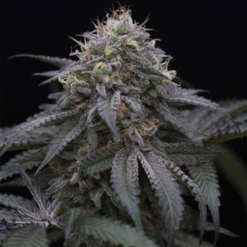 Sugar Breath cannabis plants in bloom, grown from Feminised seeds – ideal for home cultivation from Humboldt Seed Organization
