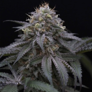 Sugar Breath cannabis plants in bloom, grown from Feminized seeds – ideal for home cultivation from Humboldt Seed Organization