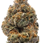 The New cannabis plants in bloom, grown from Feminized seeds – ideal for home cultivation from Humboldt Seed Organization