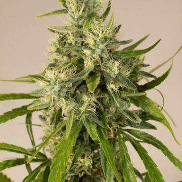 Trainwreck cannabis plants in bloom, grown from Feminized seeds – ideal for home cultivation from Humboldt Seed Organization