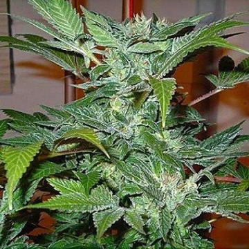 Blue Ryder cannabis plants in bloom, grown from Regular seeds – ideal for home cultivation from Joint Doctor