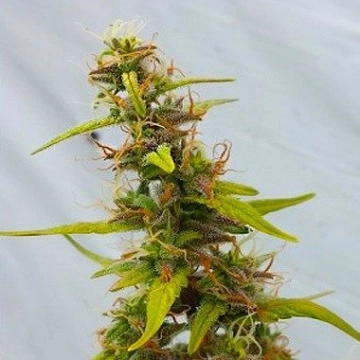 Diesel Ryder cannabis plants in bloom, grown from Regular seeds – ideal for home cultivation from Joint Doctor