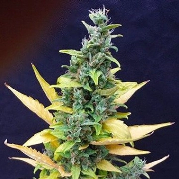 Chronic Ryder cannabis plants in bloom, grown from Automatic seeds – ideal for home cultivation from Joint Doctor