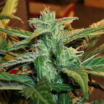 Lowryder #1 cannabis plants in bloom, grown from Automatic seeds – ideal for home cultivation from Joint Doctor