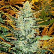 Lowryder #2  cannabis plants in bloom, grown from Automatic seeds – ideal for home cultivation from Joint Doctor