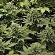 Lowryder Mix  cannabis plants in bloom, grown from Automatic seeds – ideal for home cultivation from Joint Doctor