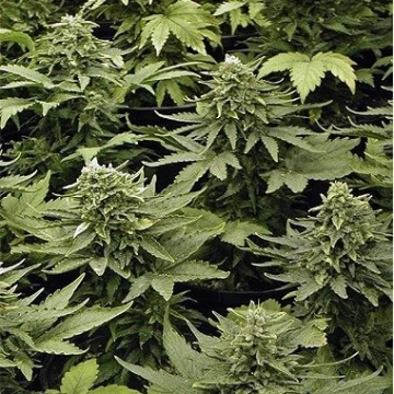 Lowryder Mix  cannabis plants in bloom, grown from Automatic seeds – ideal for home cultivation from Joint Doctor