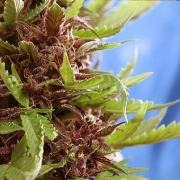 Purple Ryder cannabis plants in bloom, grown from Regular seeds – ideal for home cultivation from Joint Doctor