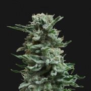 AK Skunk Auto cannabis plants in bloom, grown from Automatic seeds – ideal for home cultivation from Kalashnikov Seeds