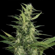 Amur Giant Auto cannabis plants in bloom, grown from Automatic seeds – ideal for home cultivation from Kalashnikov Seeds