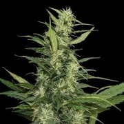 Amur Giant Auto cannabis plants in bloom, grown from Automatic seeds – ideal for home cultivation from Kalashnikov Seeds