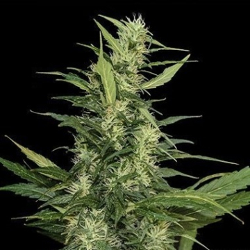 Amur Giant Auto cannabis plants in bloom, grown from Automatic seeds – ideal for home cultivation from Kalashnikov Seeds