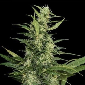 Amur Giant Auto cannabis plants in bloom, grown from Automatic seeds – ideal for home cultivation from Kalashnikov Seeds