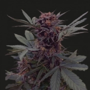 Babushka Black Auto cannabis plants in bloom, grown from Automatic seeds – ideal for home cultivation from Kalashnikov Seeds